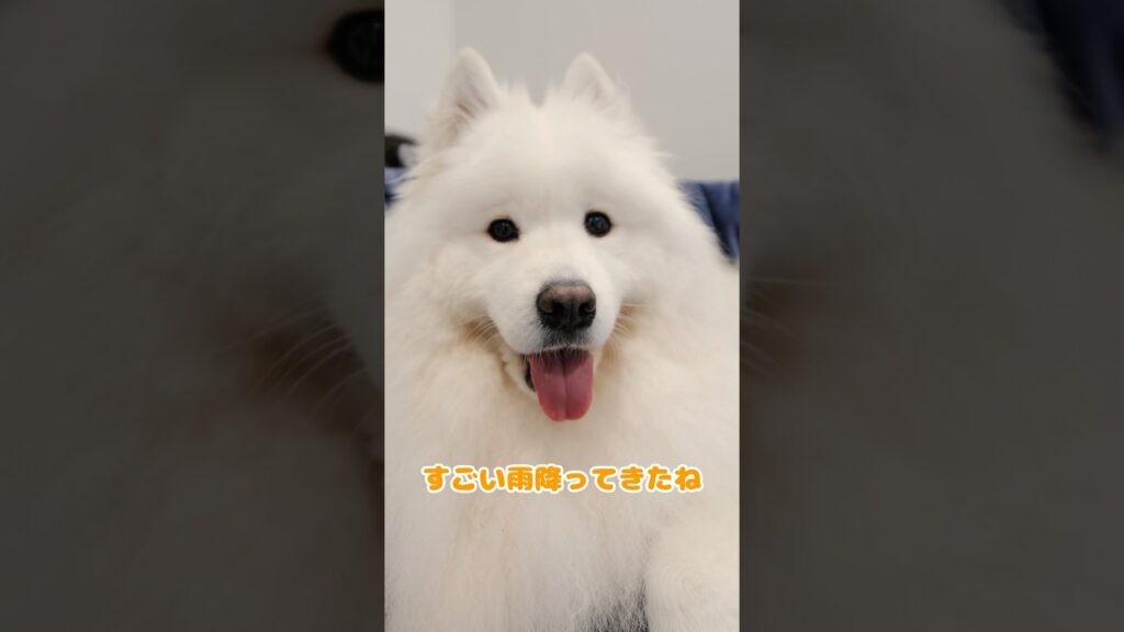 わかりやすくしょげるサモエド　#サモエド #samoyed #モチモチ日記