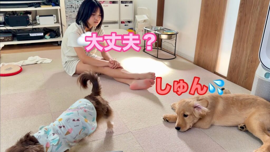 めっちゃハイテンションだったのに、転んだ瞬間にテンションダダ下がりなゴルパピだいふく【ゴールデンレトリバーとミニチュアダックスフンド】 めっちゃハイテンションだったのに、転んだ瞬間にテンションダダ下がりなゴルパピだいふく【ゴールデンレトリバーとミニチュアダックスフンド】