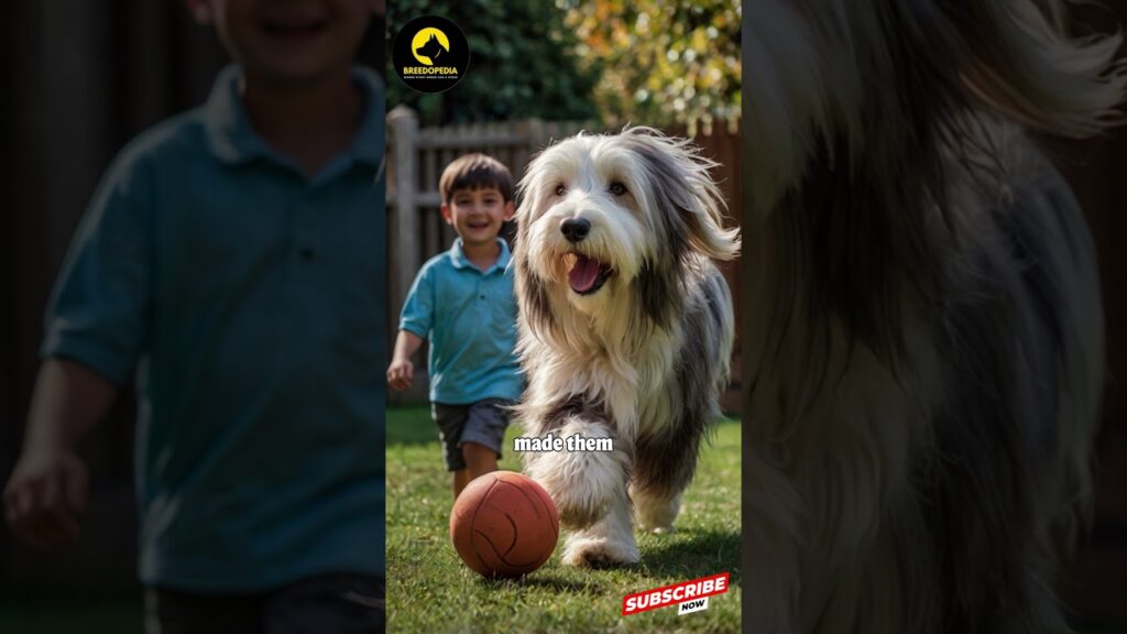 Why Bearded Collies Are the Most Playful and Loving Family Dogs! Why Bearded Collies Are the Most Playful and Loving Family Dogs!