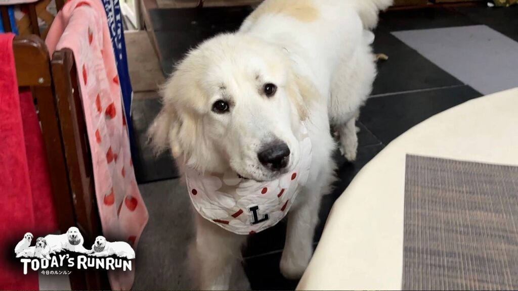 散歩待ちの不満をお母さんにお喋りで伝えるリリーです Great Pyrenees グレートピレニーズ 散歩待ちの不満をお母さんにお喋りで伝えるリリーです Great Pyrenees グレートピレニーズ