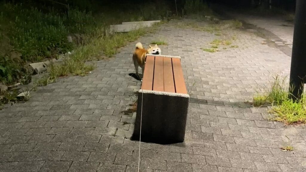 セミファイナルの威力を過大評価しすぎている柴犬