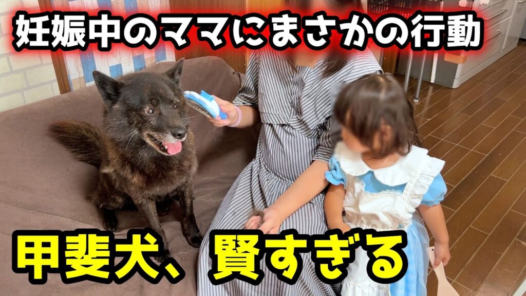 【甲斐犬が賢すぎる】妊娠中のママを気遣った愛犬が・・・