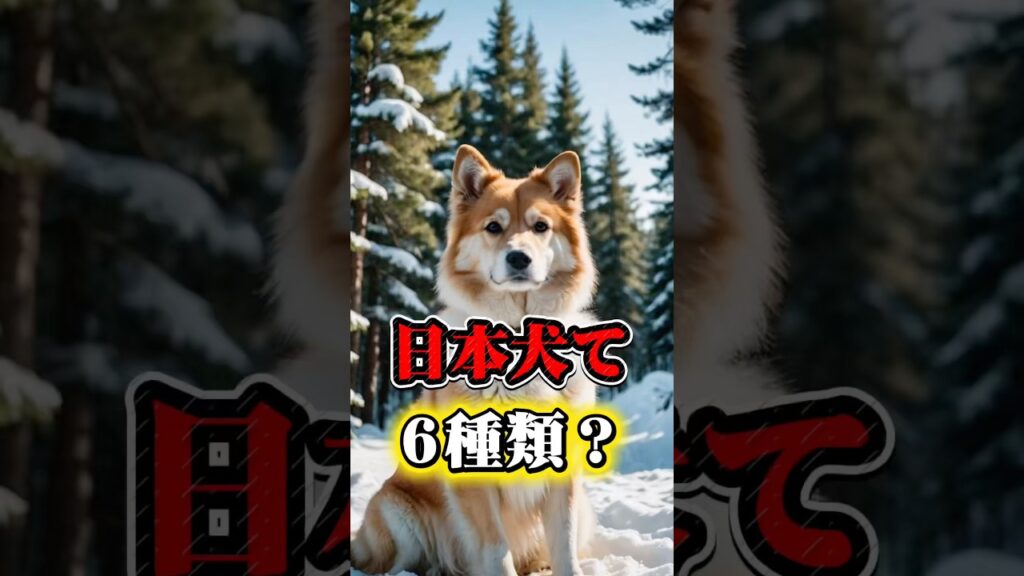 日本犬は6種類？　#日本犬#柴犬#秋田犬#犬雑学#doghistory#dogfacts#わんにゃん動物雑学