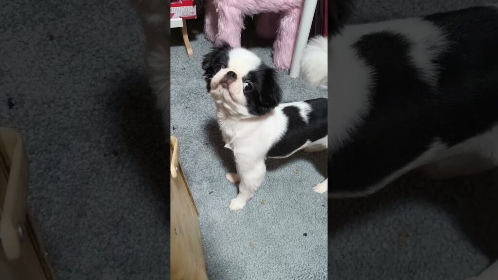 ただかわいいいじけた狆#狆#Japanesechin#日本犬#ベビ狆#可愛い犬