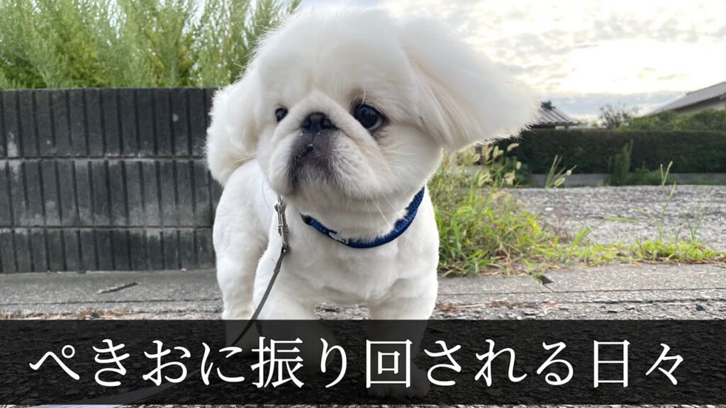 40代独身おじさん、犬に振り回される日々 40代独身おじさん、犬に振り回される日々