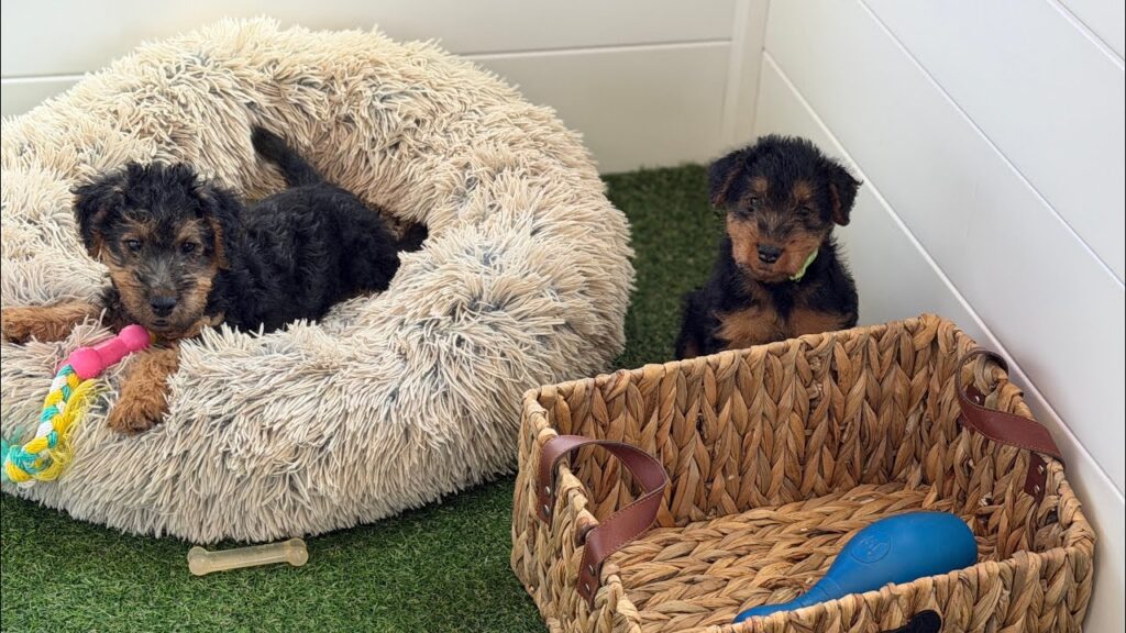 Available welsh terrier puppies!