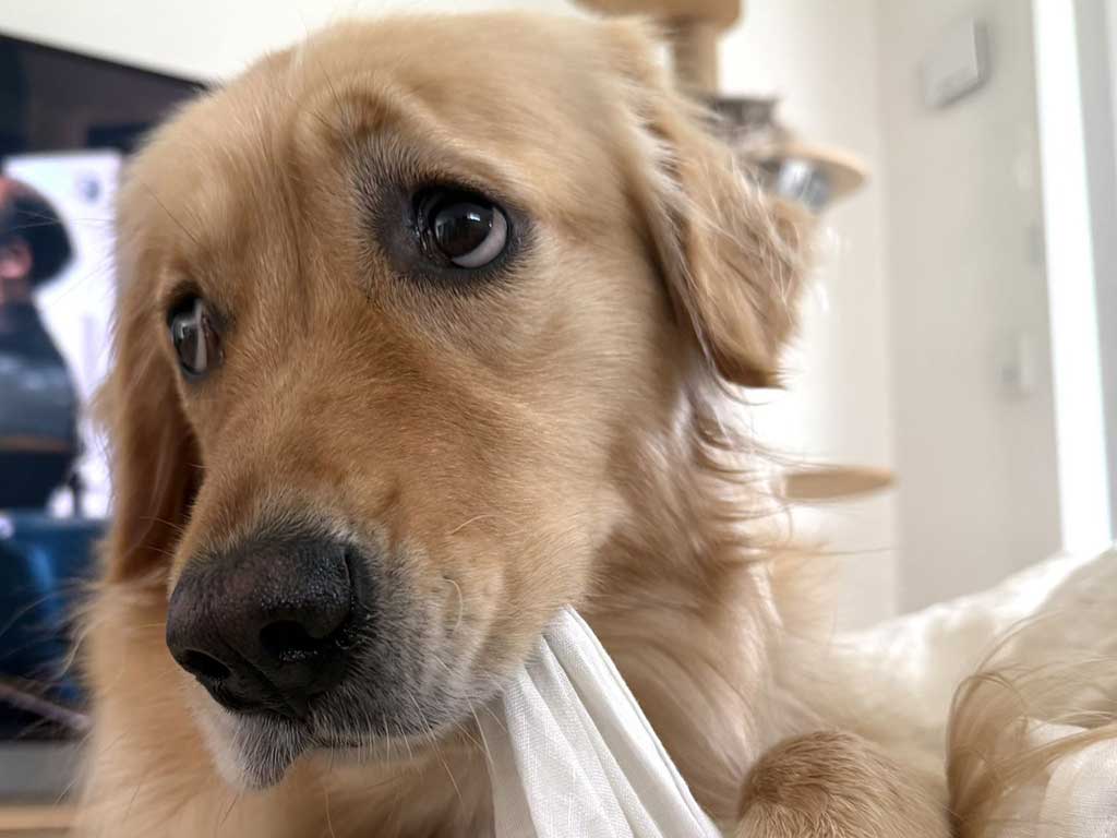 “散歩拒否”する大型犬→10分後、通りすがりの女性とすれ違うと…まさかの反応に爆笑「うれしいのかwww」 | Hint-Pot – (2) "散歩拒否"する大型犬→10分後、通りすがりの女性とすれ違うと…まさかの反応に爆笑「うれしいのかwww」 | Hint-Pot - (2)