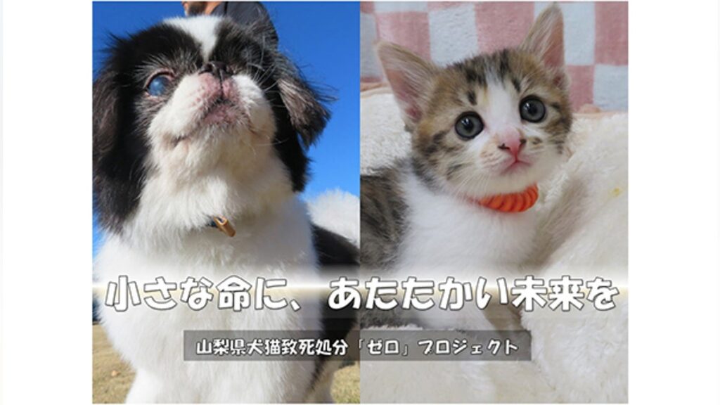 小さな命に、あたたかい未来を 山梨県犬猫致死処分「ゼロ」プロジェクト – CAMPFIRE (キャンプファイヤー) 小さな命に、あたたかい未来を 山梨県犬猫致死処分「ゼロ」プロジェクト - CAMPFIRE (キャンプファイヤー)