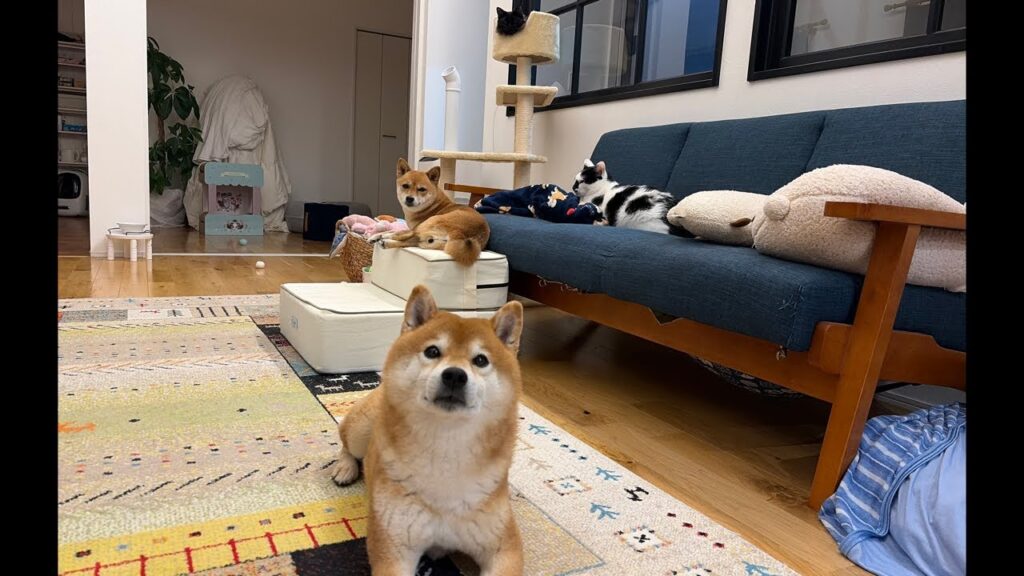 柴犬ハチグッズの販売ついてお知らせです📢 柴犬ハチグッズの販売ついてお知らせです📢
