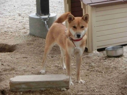 【福岡県庁】目標金額２００万円！「福岡県犬猫飼養環境整備事業」 クラウドファンディング開始！ | 鹿児島・九州プレスリリース | 生活情報 | くらし