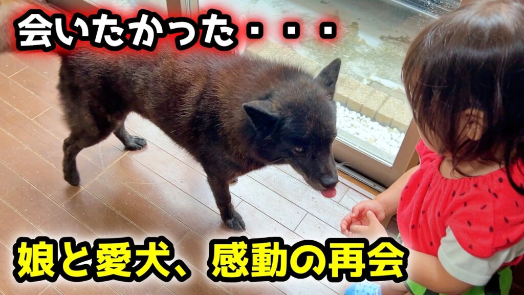 やっと会えた!娘達と再会した甲斐犬の行動に切なくなりました やっと会えた!娘達と再会した甲斐犬の行動に切なくなりました