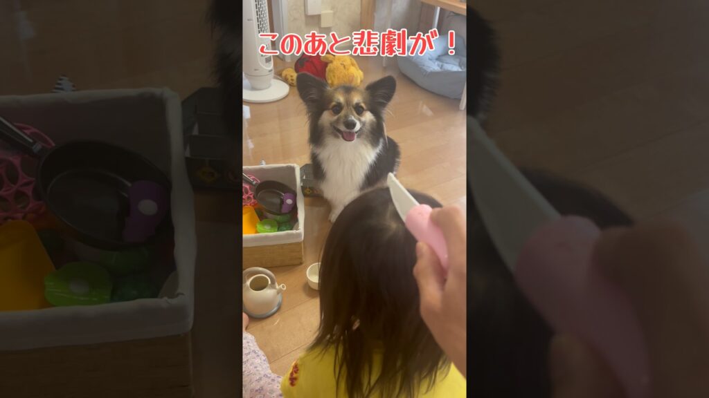 アタックする犬（パピヨンとコーギーのミックス犬）