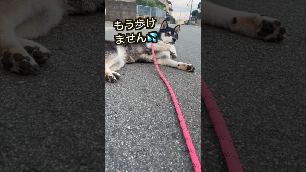 【柴犬】マイペースとは、こう言う事☺️ #shiba #柴犬 #黒柴