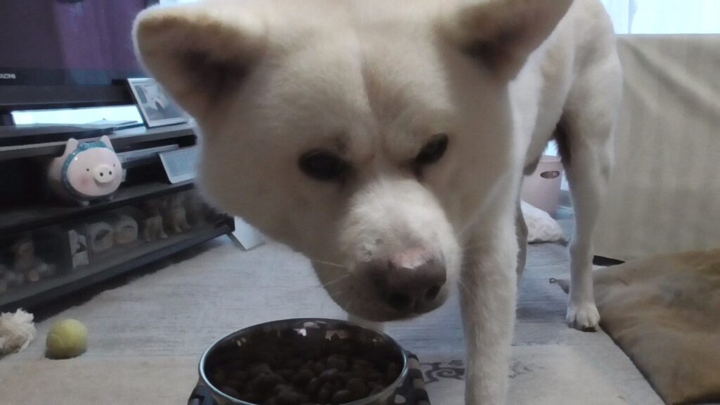 【秋田犬ゆうき】ゆっくり食事をしていたら誰か来たのでめっちゃスピードアップし食べきって出迎える【akita dog】