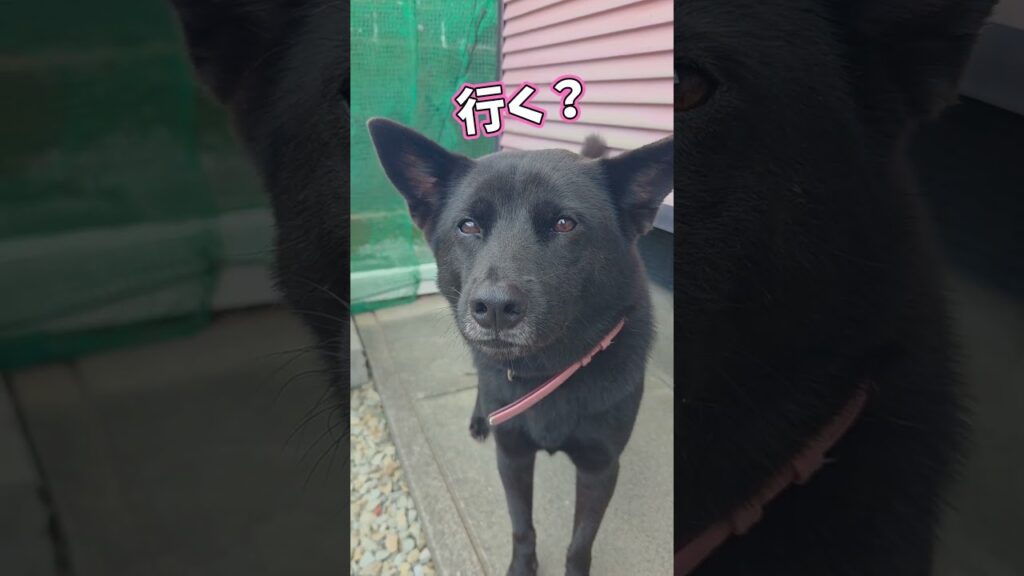 【甲斐犬】散歩前のマッタリタイム
