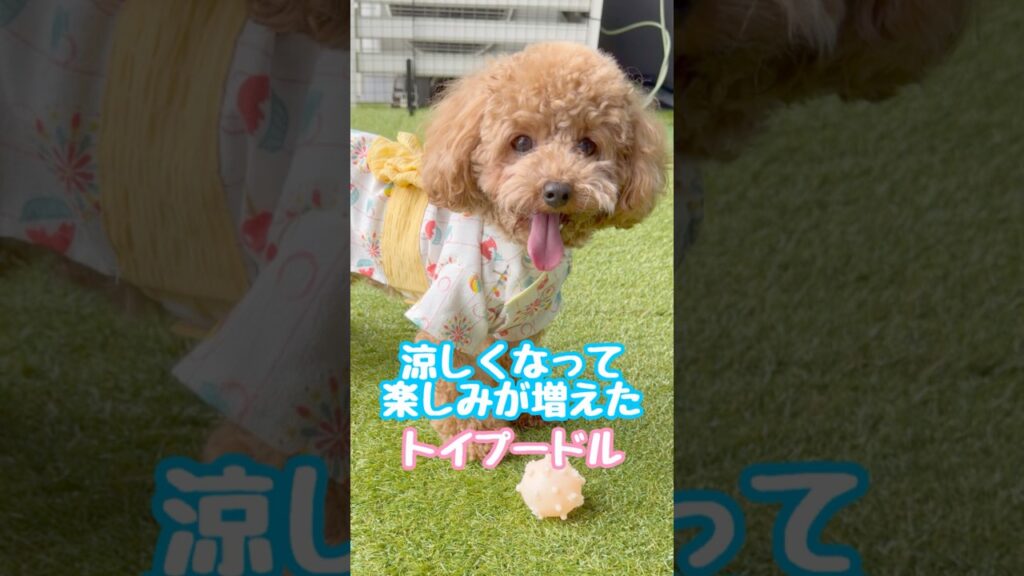 涼しくなって楽しみが増えたトイプードル