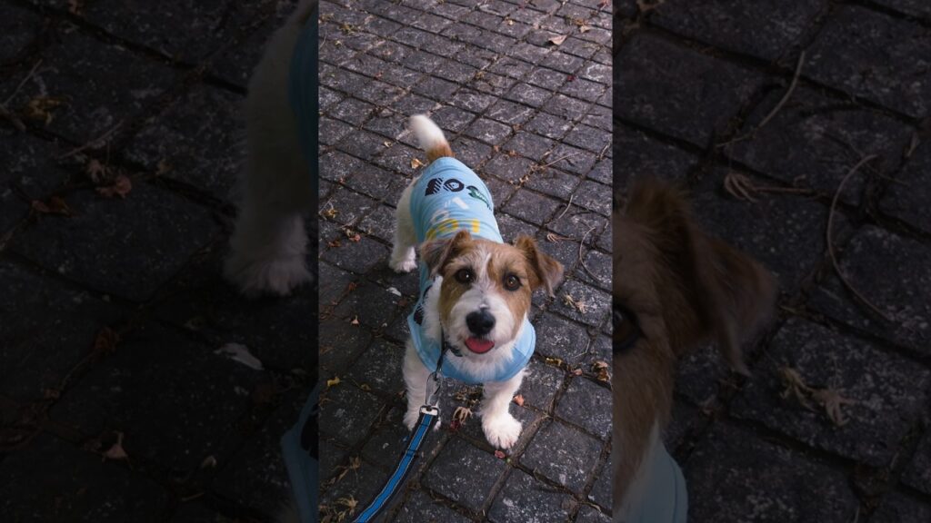 真夏の一日 #ジャックラッセルテリア #jackrussellterrier #癒し