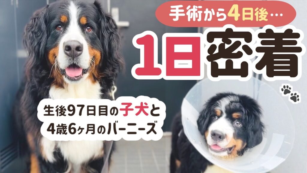 【1日密着】子犬の手術から4日後…バーニーズの親子の1日🐾