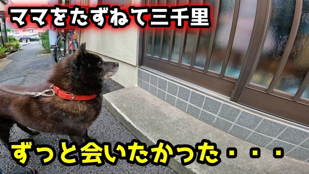 ママに会いたい！甲斐犬一休の願いが叶った瞬間・・・