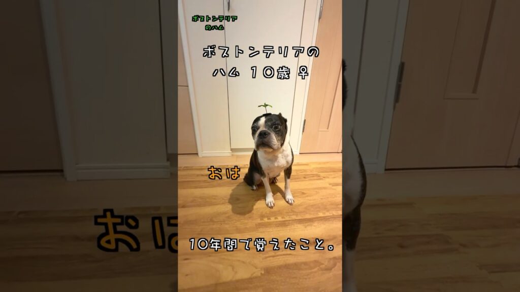 10年間で覚えた事。 ボストンテリアのハム 10歳 ♀ #Shorts #ボストンテリア #doggybox 10年間で覚えた事。 ボストンテリアのハム 10歳 ♀ #Shorts #ボストンテリア #doggybox