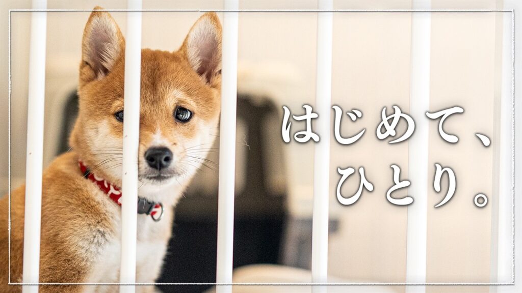 柴犬と暮らす|子犬、初めての留守番。誰もいない家でどう過ごす? 柴犬と暮らす|子犬、初めての留守番。誰もいない家でどう過ごす?