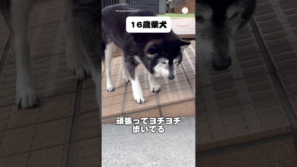 16歳の柴犬、一生懸命歩く姿かに癒される💕 #柴犬 #老犬 #犬 #黒柴 #可愛い犬 16歳の柴犬、一生懸命歩く姿かに癒される💕 #柴犬 #老犬 #犬 #黒柴 #可愛い犬
