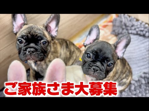 【生後60日】フレンチブルドッグ2匹のご家族さまを募集しています！