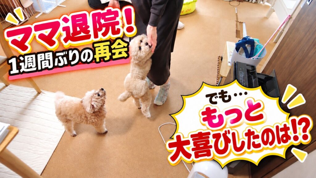 出産後、1週間ぶりに帰宅したママ。愛犬2匹の反応が想像以上でした 出産後、1週間ぶりに帰宅したママ。愛犬2匹の反応が想像以上でした