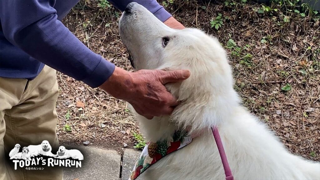 ご近所さんにもだいぶ慣れてきた人見知りリリーです Great Pyrenees グレートピレニーズ ご近所さんにもだいぶ慣れてきた人見知りリリーです Great Pyrenees グレートピレニーズ