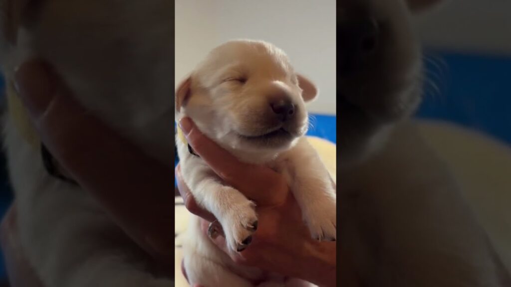 Big Yawns and Big Gains! The CUTEST, 11-Day-Old Lab Puppies #labrador #puppy #cutepuppies #adorable Big Yawns and Big Gains! The CUTEST, 11-Day-Old Lab Puppies #labrador #puppy #cutepuppies #adorable