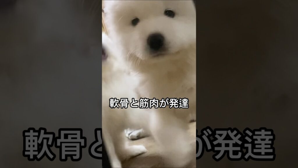 🐻‍❄️サモエドの耳の豆知識 #サモエド #サモエド子犬 #雑学ショート #豆知識