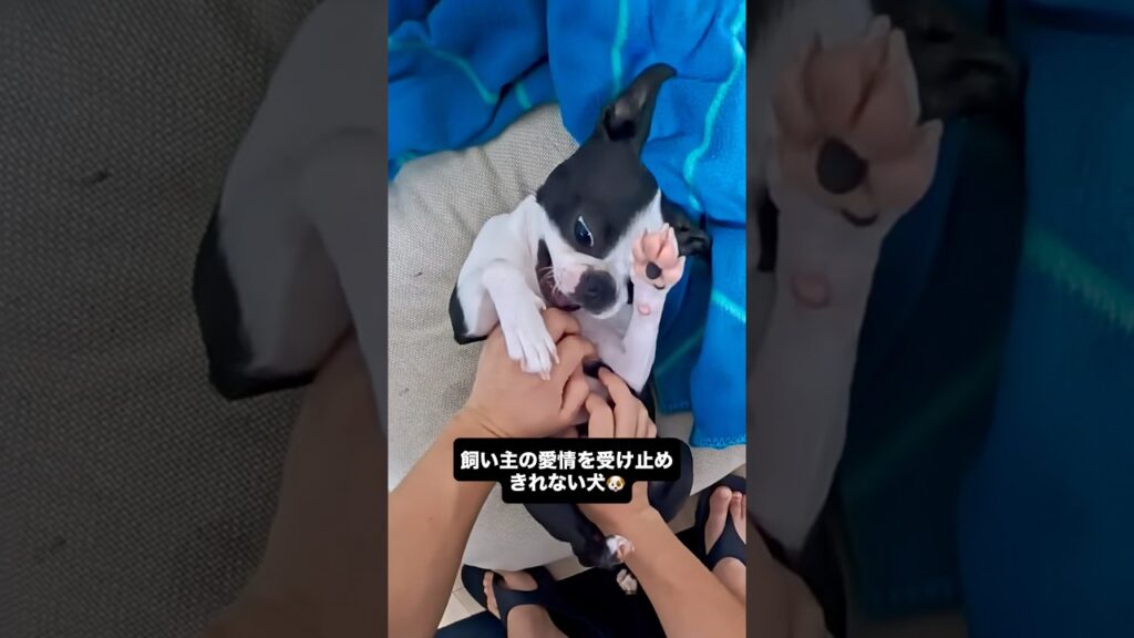 ピンちゃんとの戯れ🐶 #ボストンテリア #bostonterrier #犬のいる生活 #iggy #jojo