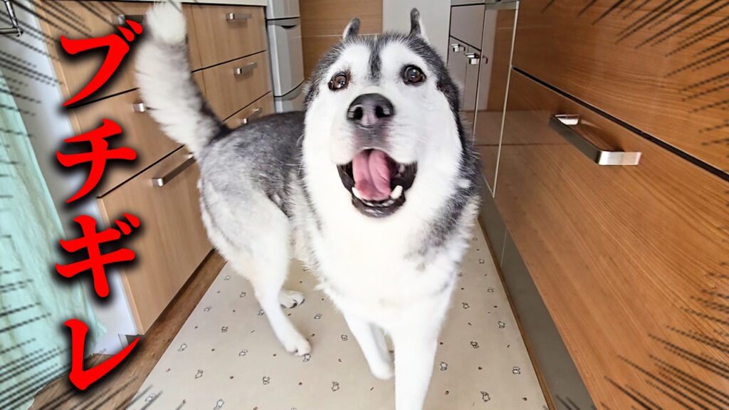 朝ごはんが遅れブチ切れて文句が止まらないハスキー犬がこちら 朝ごはんが遅れブチ切れて文句が止まらないハスキー犬がこちら