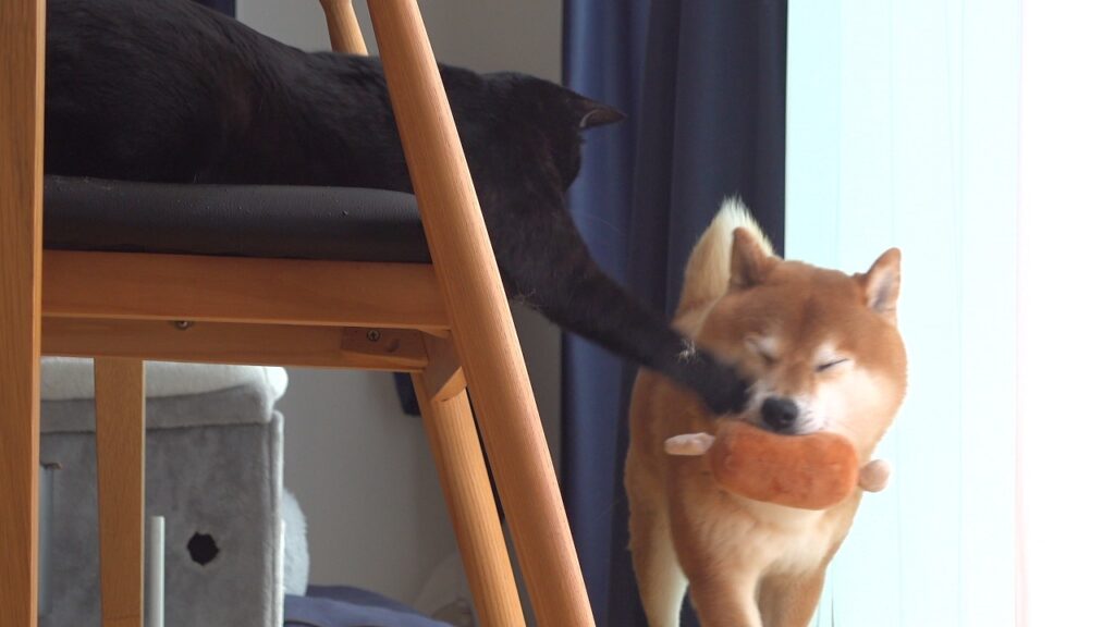 何度も猫パンチされる柴犬、まさかの反応。 何度も猫パンチされる柴犬、まさかの反応。