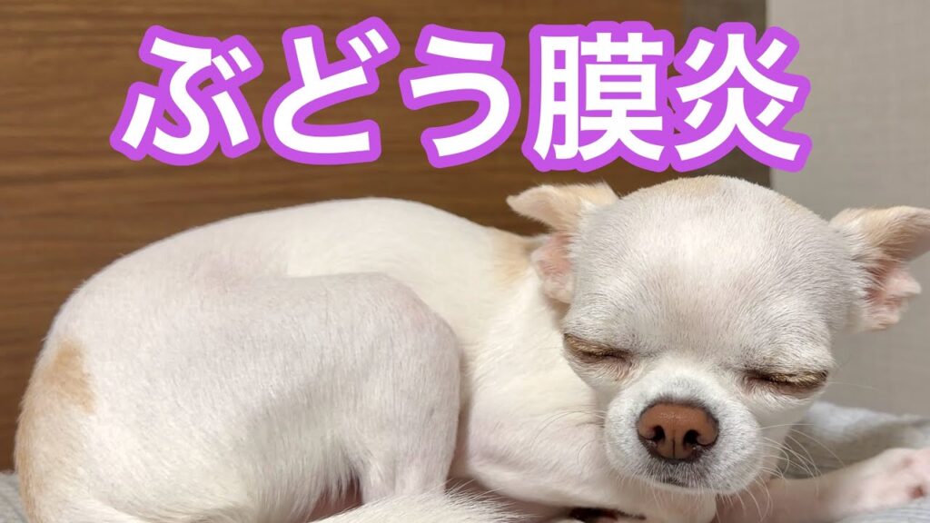 突然目が開かなくなったチワワ 突然目が開かなくなったチワワ