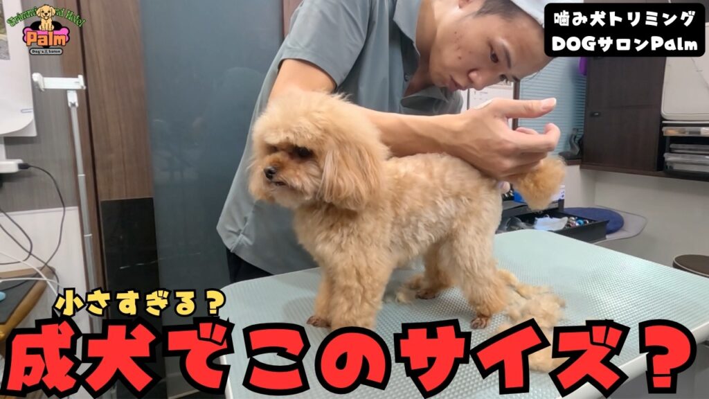【初来店】生後４ヶ月から大きくならない？トイプードルの噛み犬トリミング