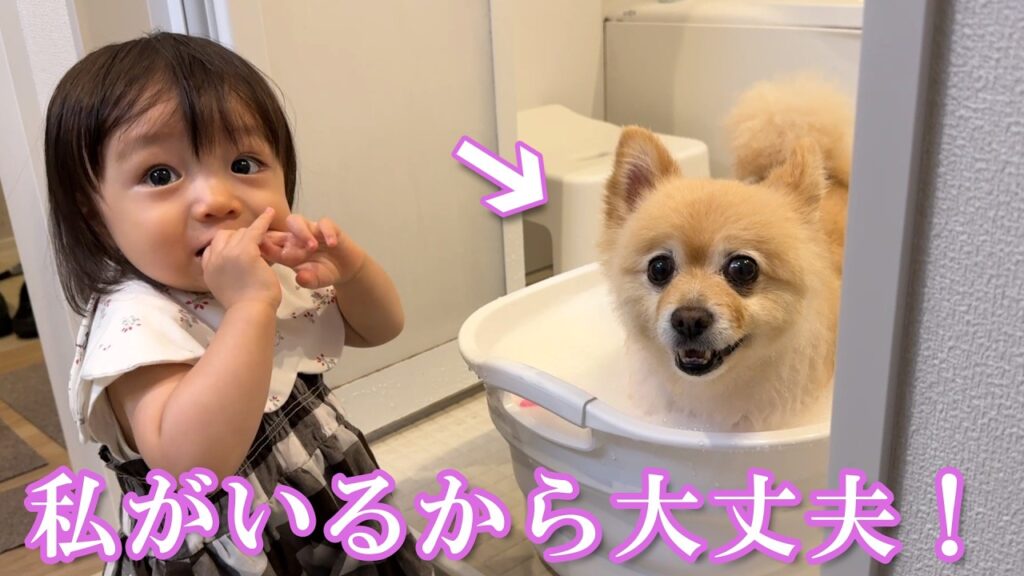 赤ちゃんに応援されながら苦手なお風呂に入るポメラニアンが可愛過ぎました… 赤ちゃんに応援されながら苦手なお風呂に入るポメラニアンが可愛過ぎました…