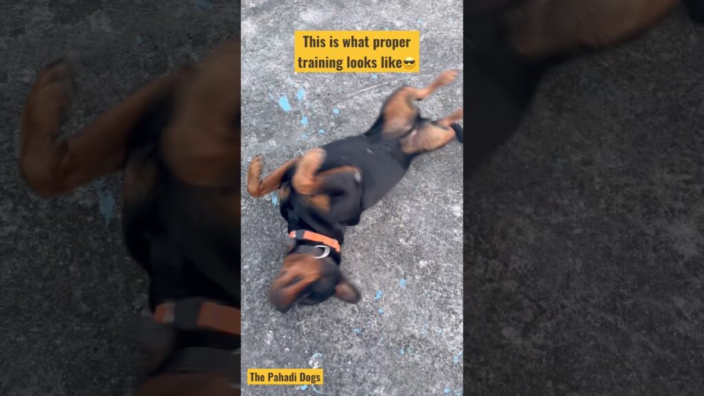 This Is What a Properly Trained Rottweiler Looks Like! #reels #rottweiler #trending #reels