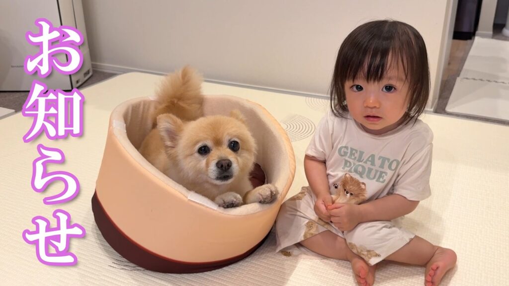 【お知らせ】視聴者の皆様に嬉しいお知らせがあります! 【お知らせ】視聴者の皆様に嬉しいお知らせがあります!