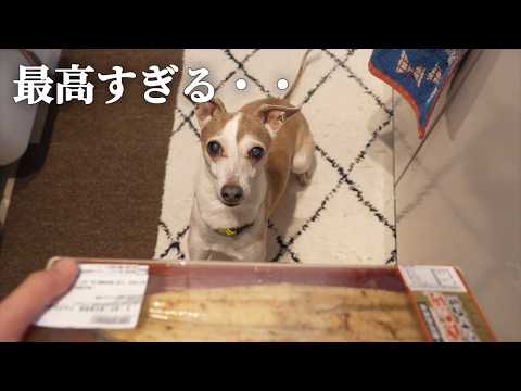 はじめてのうなぎ定食に期待を寄せる犬 はじめてのうなぎ定食に期待を寄せる犬