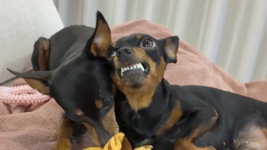 相手にされず、だんだん怒り出す犬 相手にされず、だんだん怒り出す犬