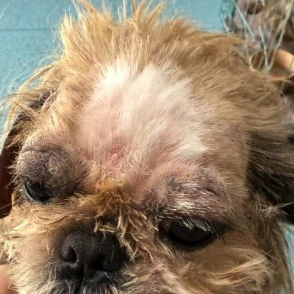 「劣悪な環境で痩せ細り、命の危機に直面していた犬」救出されて数ヶ月たち体重も増え、元気そうな姿に安堵 LIMO編集部が感動の投稿をピックアップ!獣医師・動物看護の年収についても紹介 | LIMO | くらしとお金の経済メディア 「劣悪な環境で痩せ細り、命の危機に直面していた犬」救出されて数ヶ月たち体重も増え、元気そうな姿に安堵 LIMO編集部が感動の投稿をピックアップ!獣医師・動物看護の年収についても紹介 | LIMO | くらしとお金の経済メディア