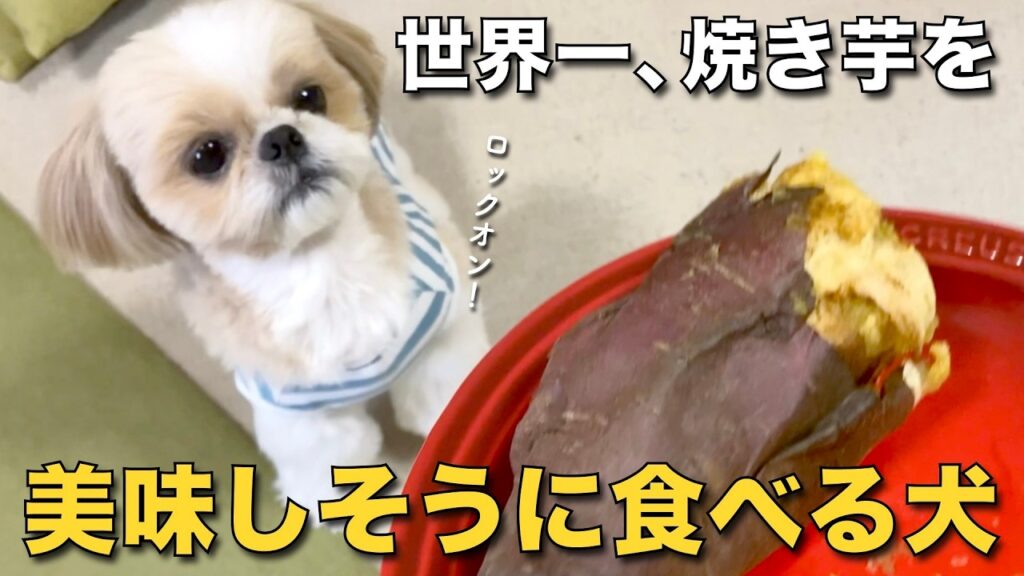 【シーズー】世界一、焼き芋を美味しそうに食べるシーズー www【459】 【シーズー】世界一、焼き芋を美味しそうに食べるシーズー www【459】