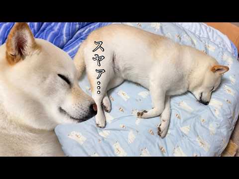 びっくりしたぁ、遊び疲れた柴犬が布団で寝てるのかと思った… びっくりしたぁ、遊び疲れた柴犬が布団で寝てるのかと思った…