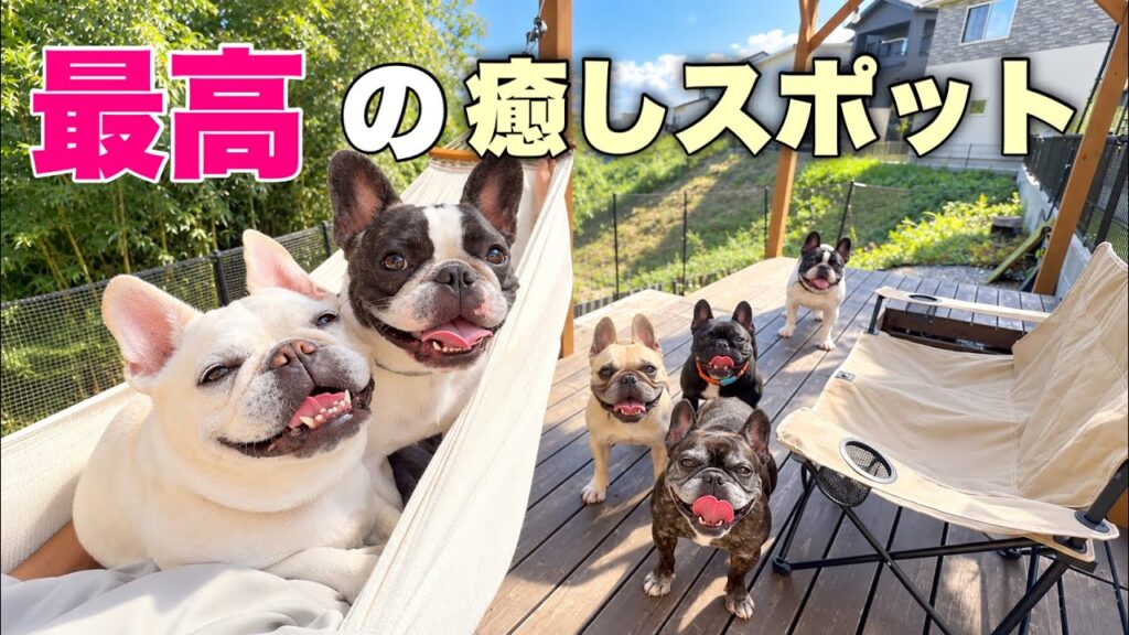 フレンチブルドッグ7頭とハンモック!これに適うものはない説 フレンチブルドッグ7頭とハンモック!これに適うものはない説