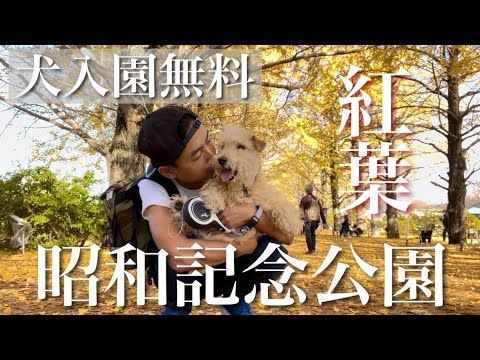 【愛犬とお出かけ】犬の入園料無料。一緒に紅葉が楽しめる昭和記念公園。テリア(Terrier) 【愛犬とお出かけ】犬の入園料無料。一緒に紅葉が楽しめる昭和記念公園。テリア(Terrier)