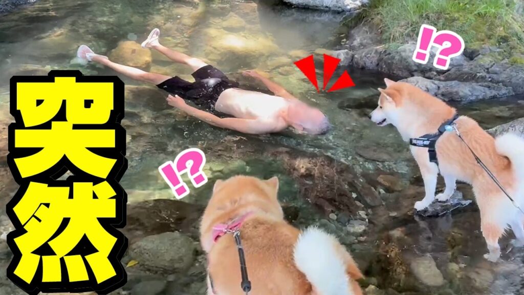 突然、主が流されたら柴犬の反応がまさかの…www