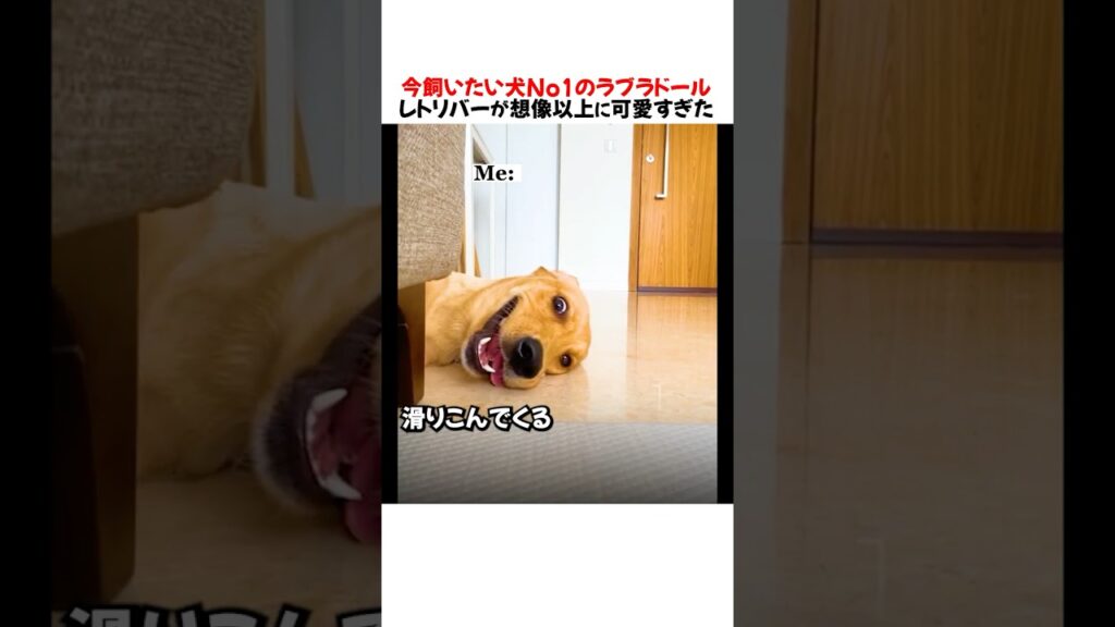 今飼いたい犬No1のラブラドールレトリバーが想像以上に可愛すぎたｗｗｗｗｗ