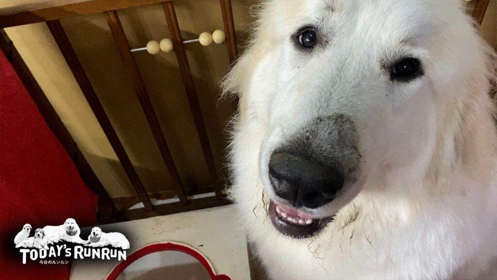 定時に食べず全然違う時間にご飯を要求するリリーです Great Pyrenees グレートピレニーズ 定時に食べず全然違う時間にご飯を要求するリリーです Great Pyrenees グレートピレニーズ