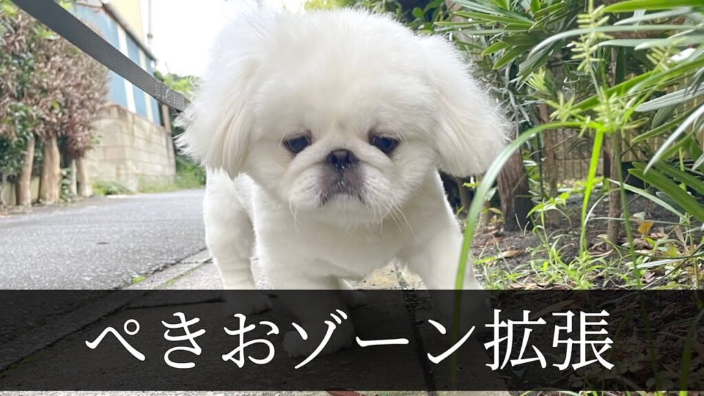 40代独身おじさん、犬との距離が近くなった日 40代独身おじさん、犬との距離が近くなった日